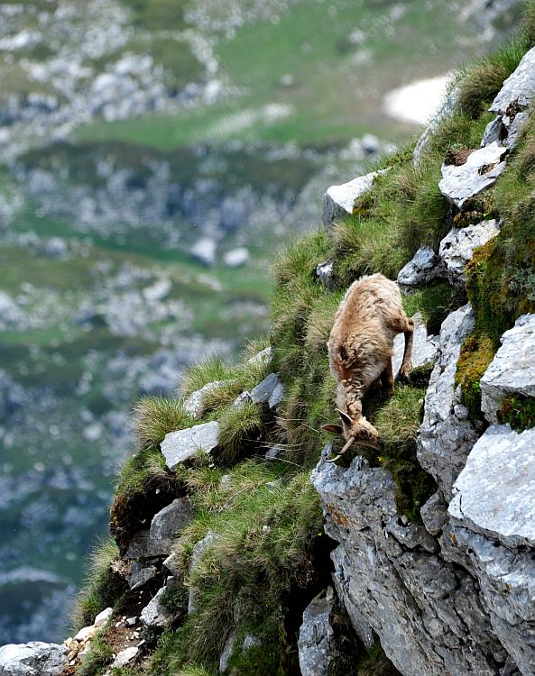 Camoscio d''Abruzzo Rupicapra pyrenaica ornata