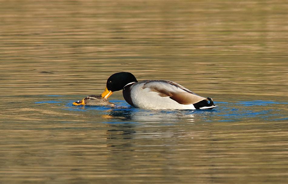 Rituali di corteggiamento di germano reale