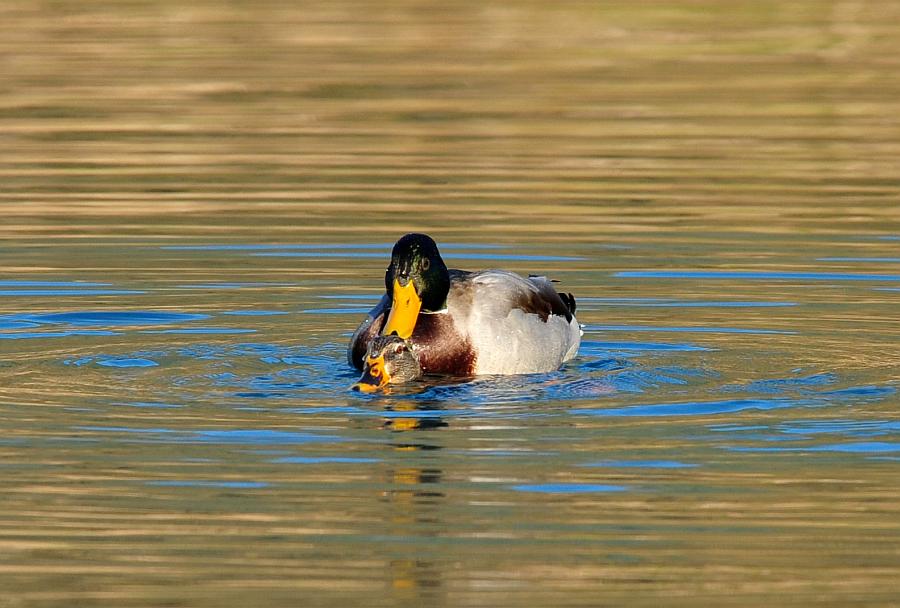 Rituali di corteggiamento di germano reale