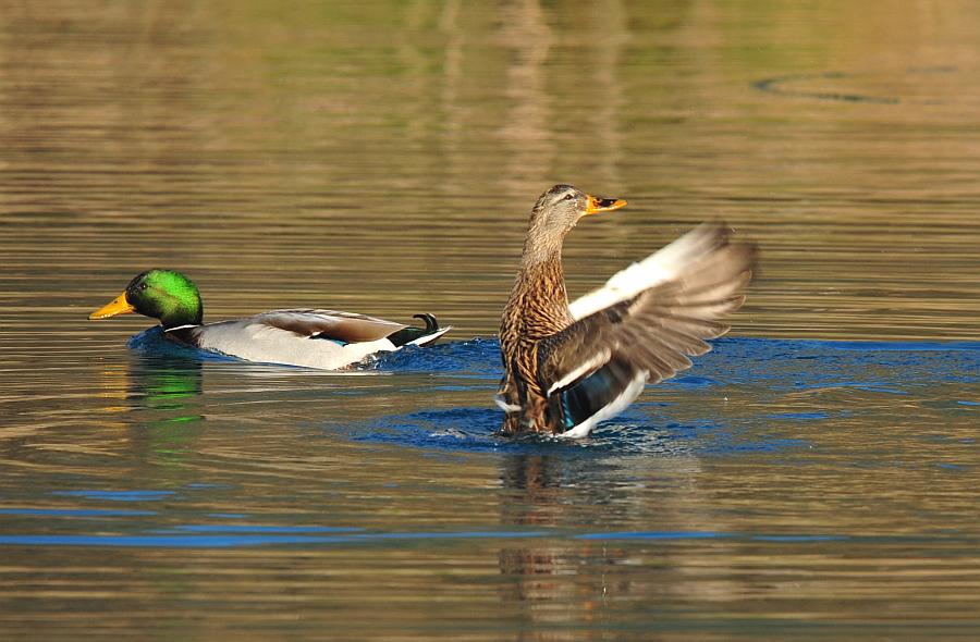 Rituali di corteggiamento di germano reale