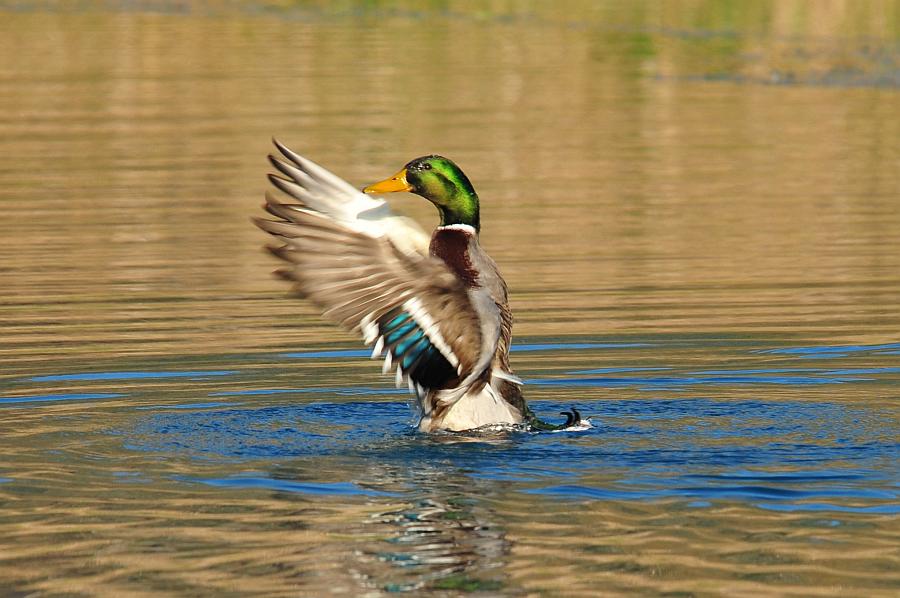 Rituali di corteggiamento di germano reale