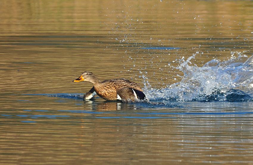 Rituali di corteggiamento di germano reale