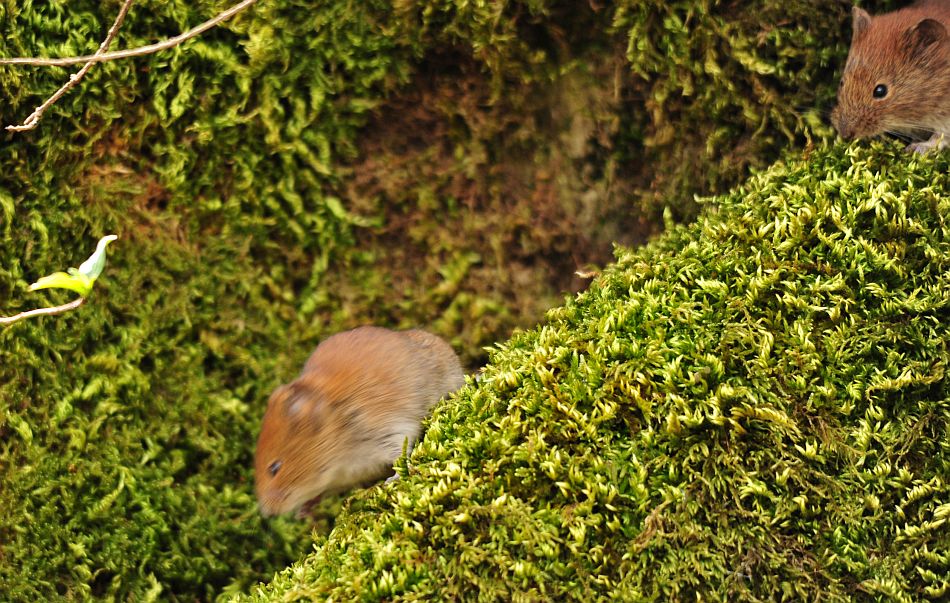 Arvicola rossastra? S, Myodes glareolus