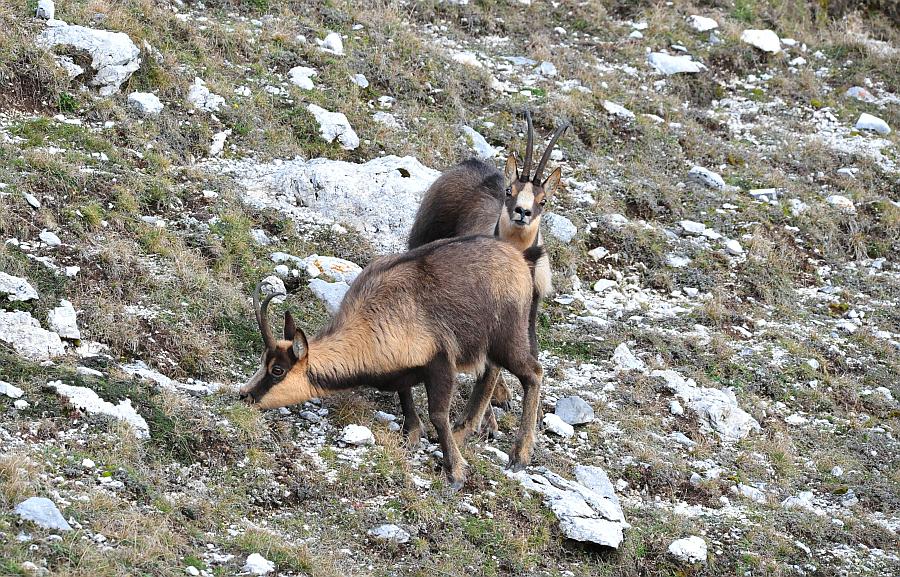 Camoscio d''Abruzzo Rupicapra pyrenaica ornata