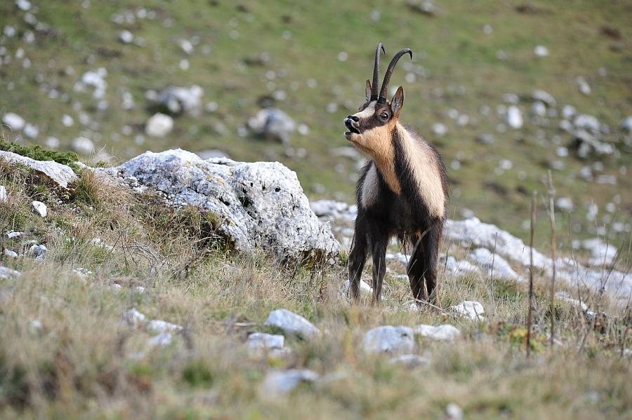 Camoscio d''Abruzzo Rupicapra pyrenaica ornata