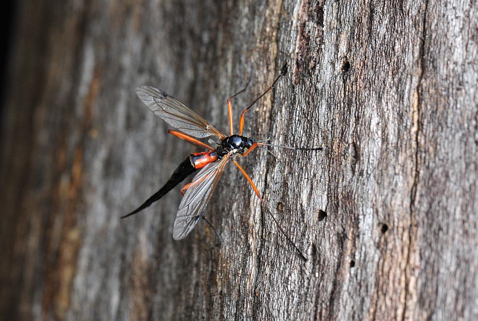 Deposizione di uova: Tanyptera (Tanyptera) atrata atrata