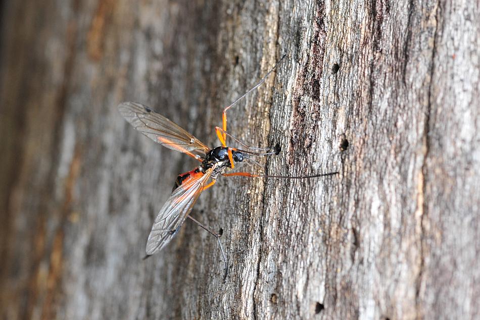Deposizione di uova: Tanyptera (Tanyptera) atrata atrata