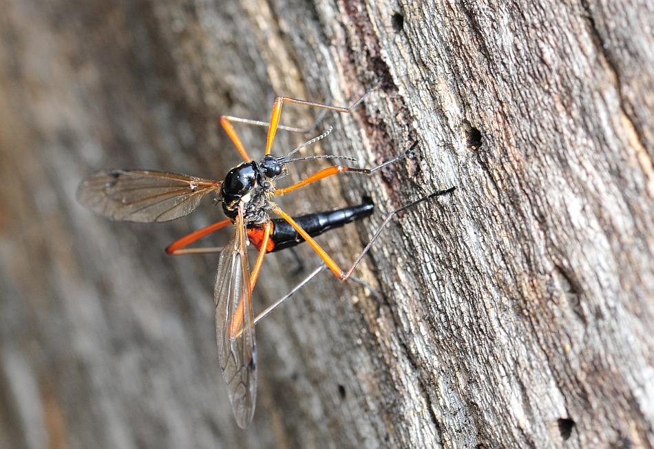 Deposizione di uova: Tanyptera (Tanyptera) atrata atrata