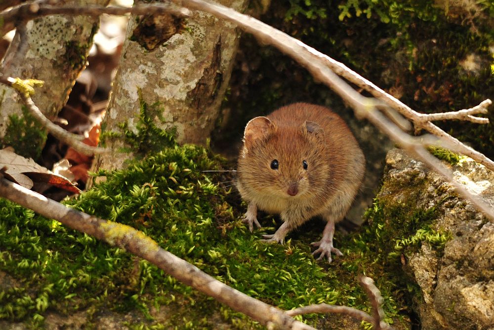 Arvicola rossastra? S, Myodes glareolus