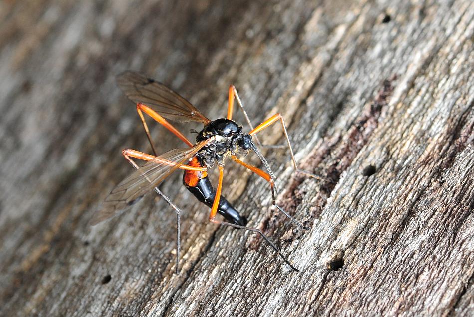 Deposizione di uova: Tanyptera (Tanyptera) atrata atrata