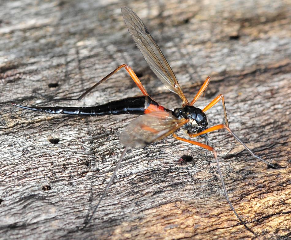 Deposizione di uova: Tanyptera (Tanyptera) atrata atrata