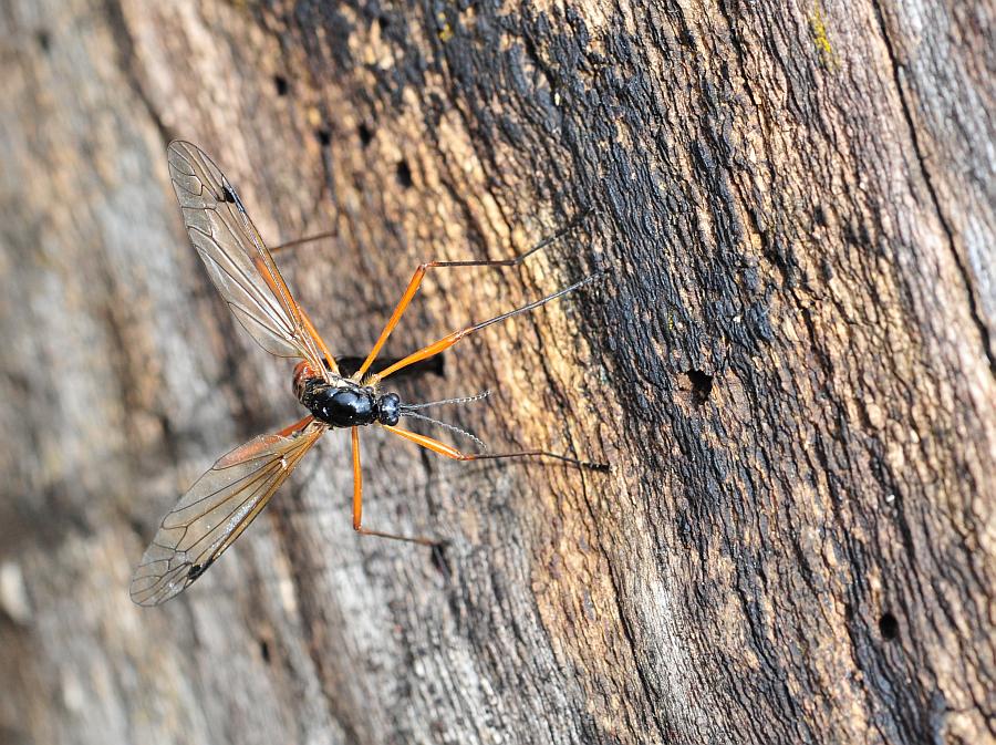 Deposizione di uova: Tanyptera (Tanyptera) atrata atrata