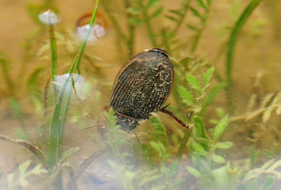 Sconosciuto da identificare: Dytiscus sp.