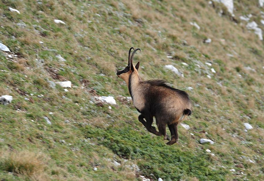 Camoscio d''Abruzzo Rupicapra pyrenaica ornata