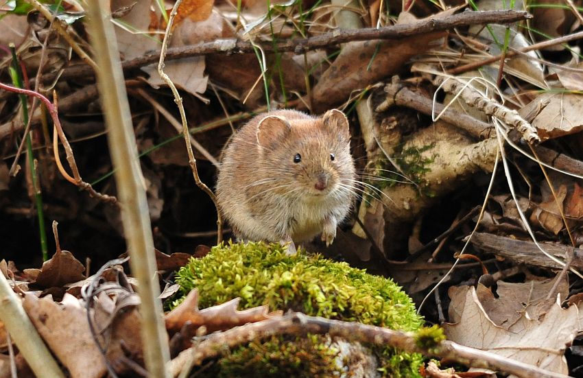 Arvicola rossastra? S, Myodes glareolus