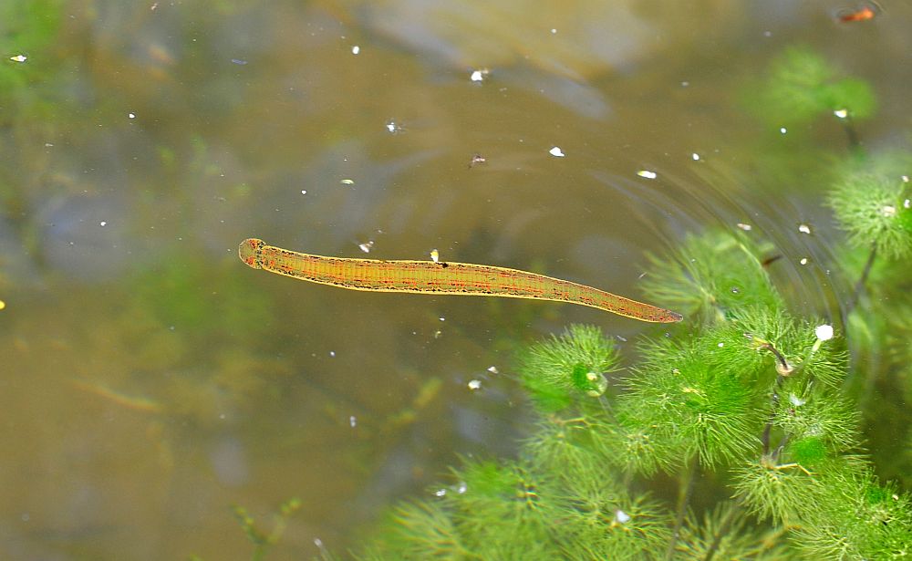 Circondata da hirudo cfr. verbana