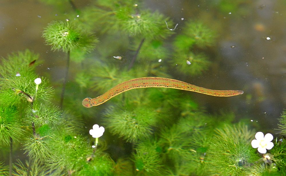 Circondata da hirudo cfr. verbana