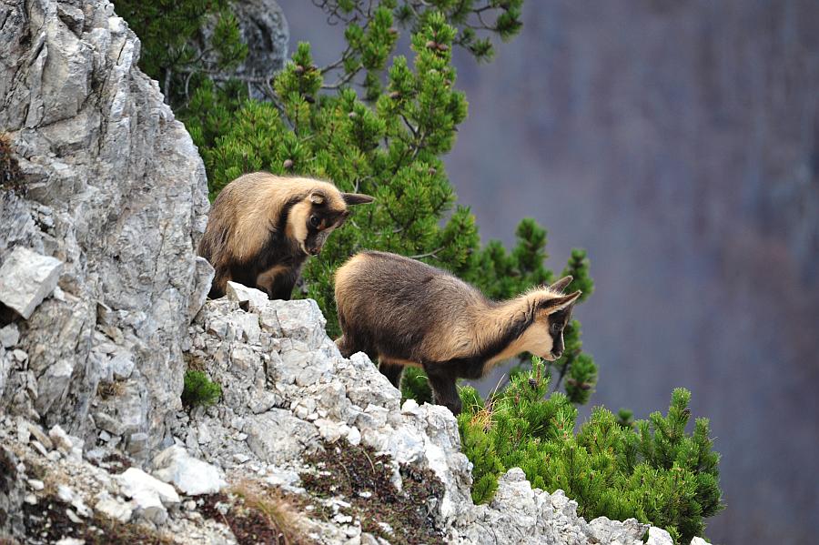 Camoscio d''Abruzzo Rupicapra pyrenaica ornata