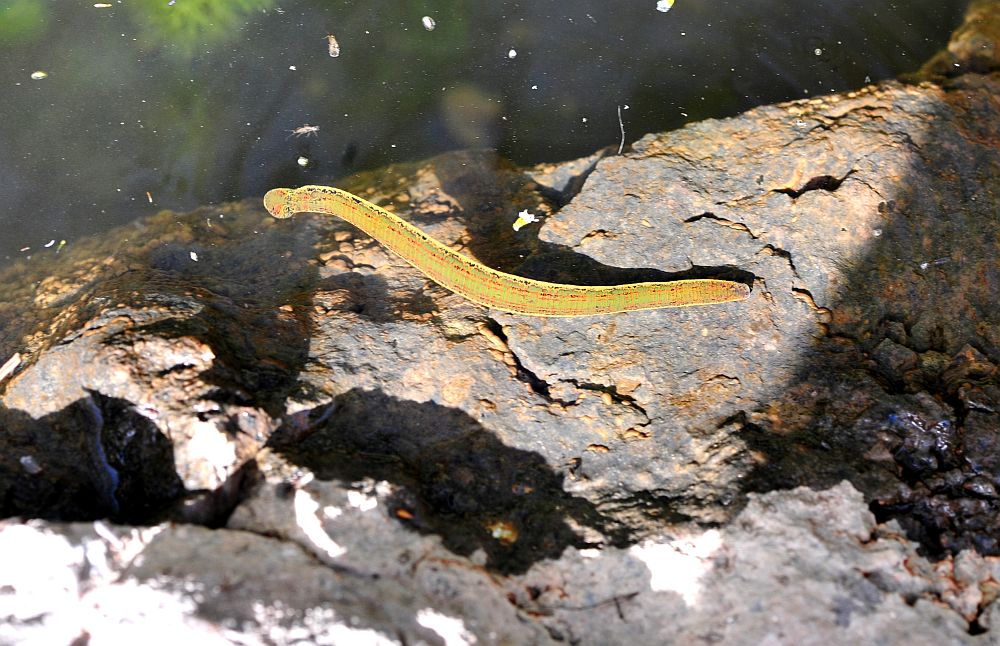 Circondata da hirudo cfr. verbana