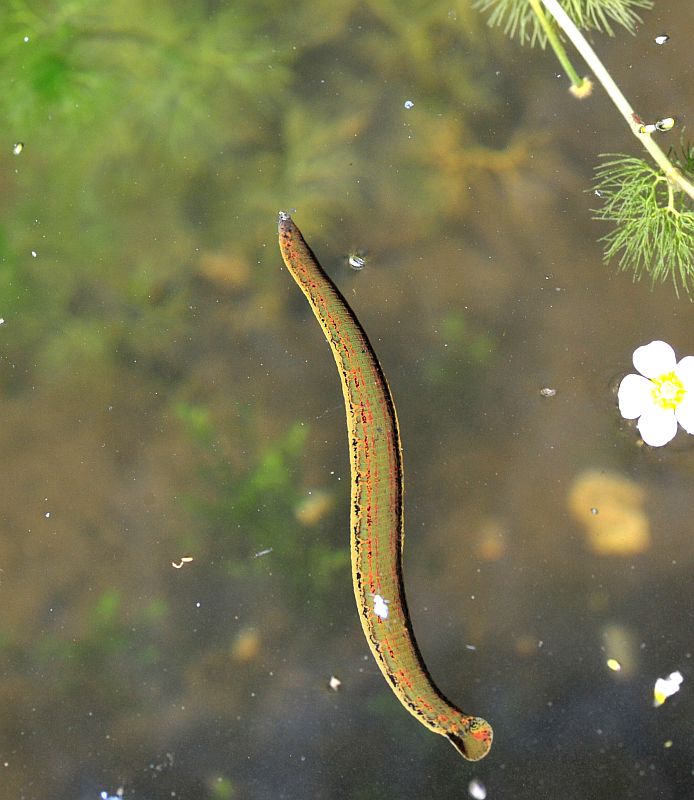 Circondata da hirudo cfr. verbana