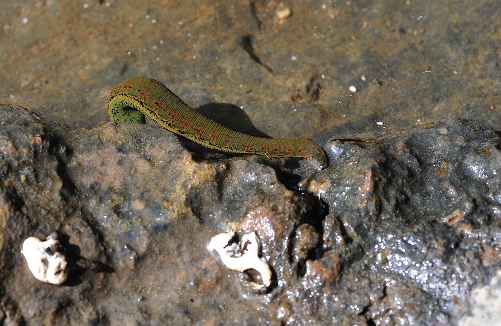 Circondata da hirudo cfr. verbana