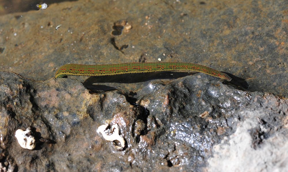 Circondata da hirudo cfr. verbana