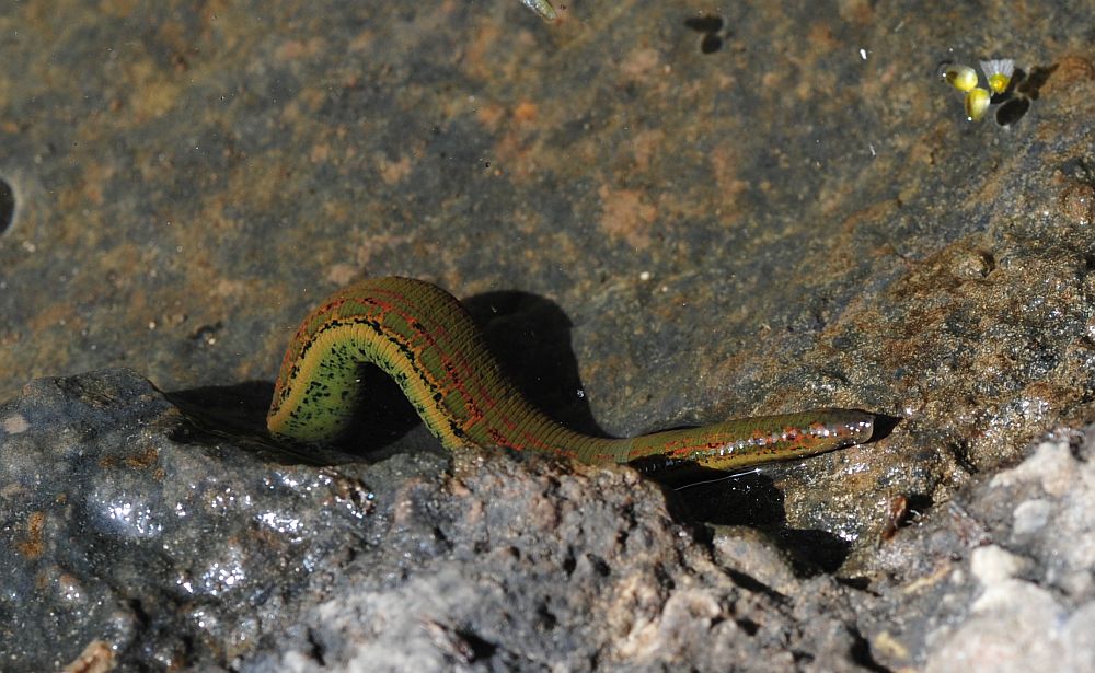 Circondata da hirudo cfr. verbana