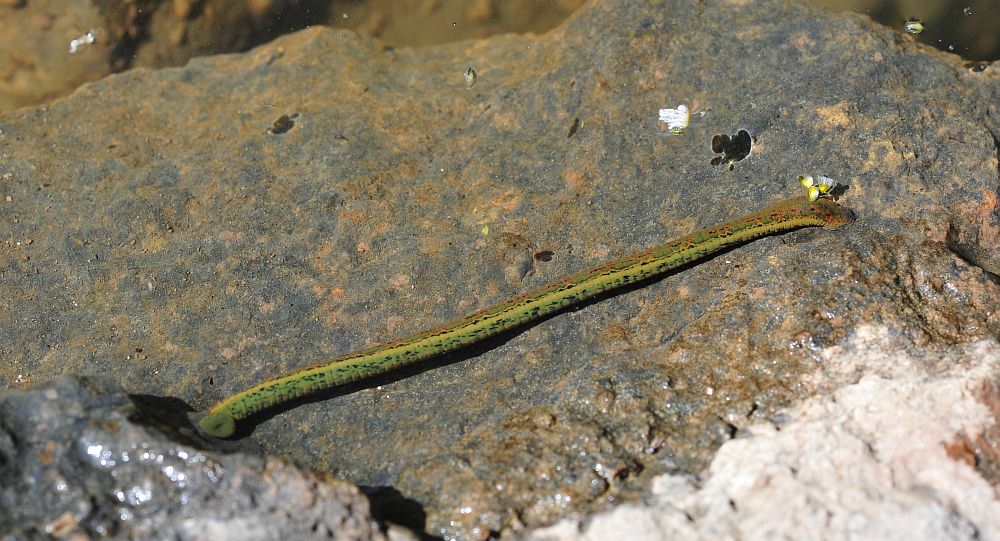 Circondata da hirudo cfr. verbana