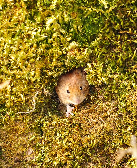 Arvicola rossastra? S, Myodes glareolus