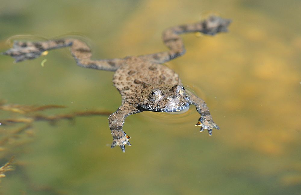 Ululone appenninico