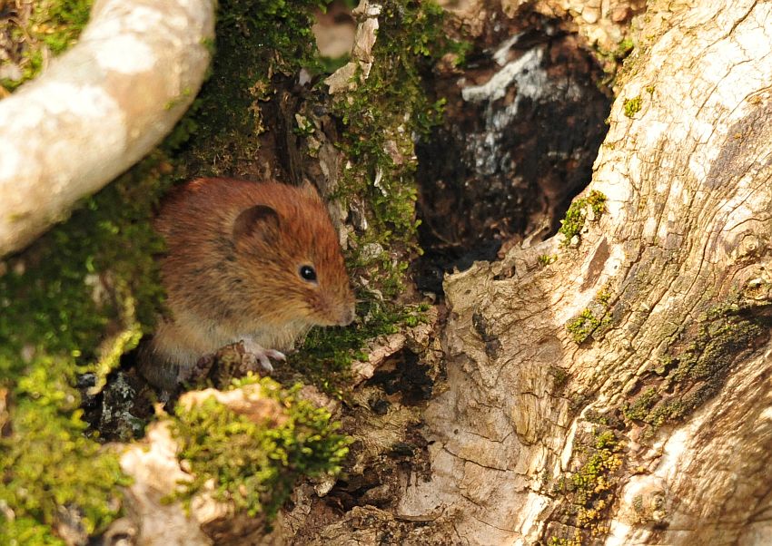 Arvicola rossastra? S, Myodes glareolus