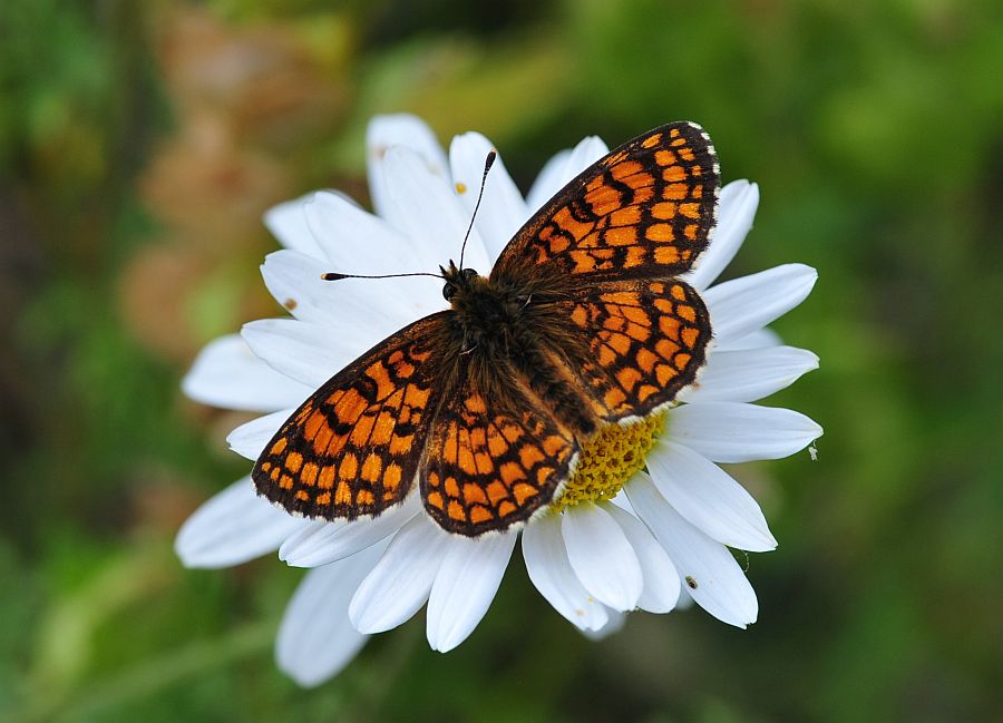 La vita in un fiore