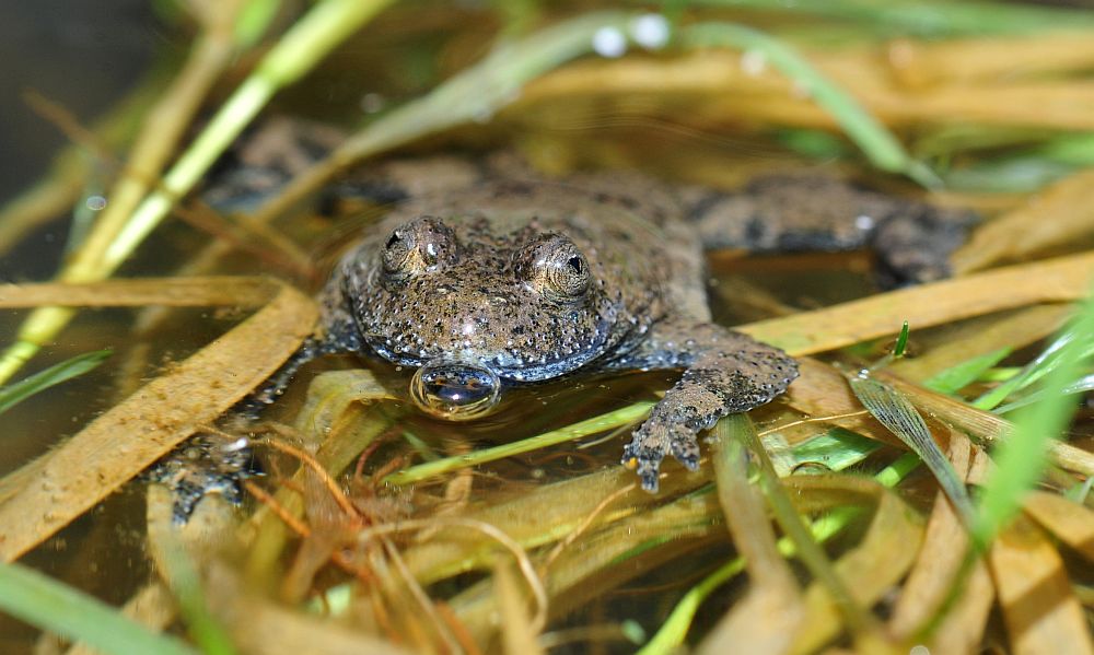 Ululone appenninico