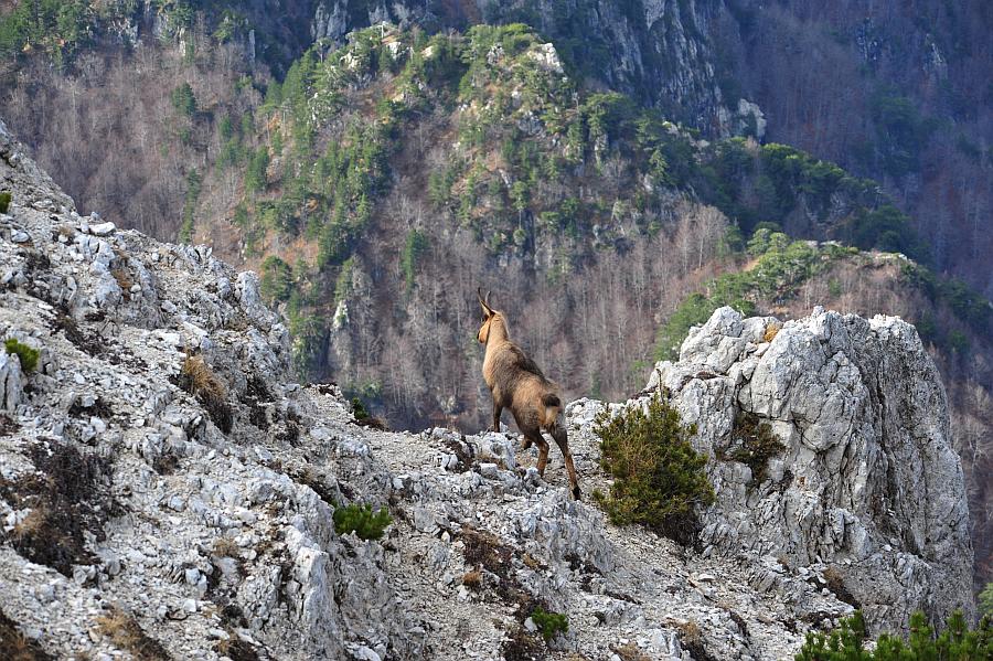 Camoscio d''Abruzzo Rupicapra pyrenaica ornata