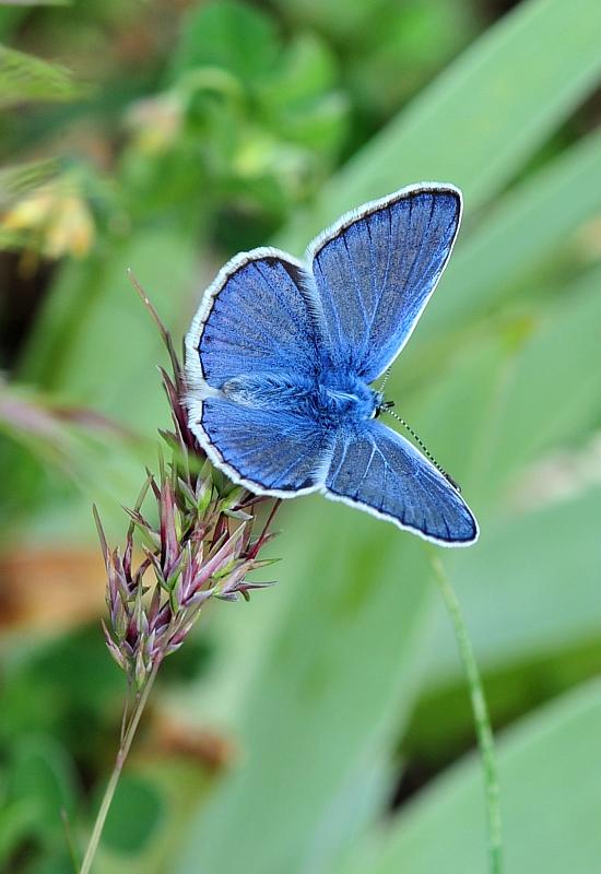 Polyommatus icarus o thersites?