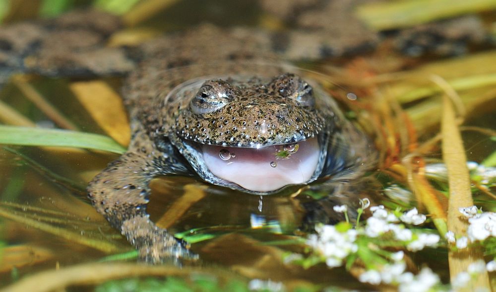 Ululone appenninico