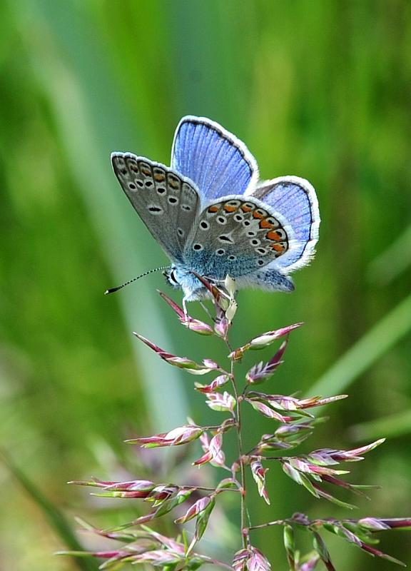 Polyommatus icarus o thersites?