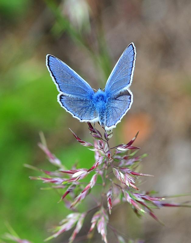 Polyommatus icarus o thersites?