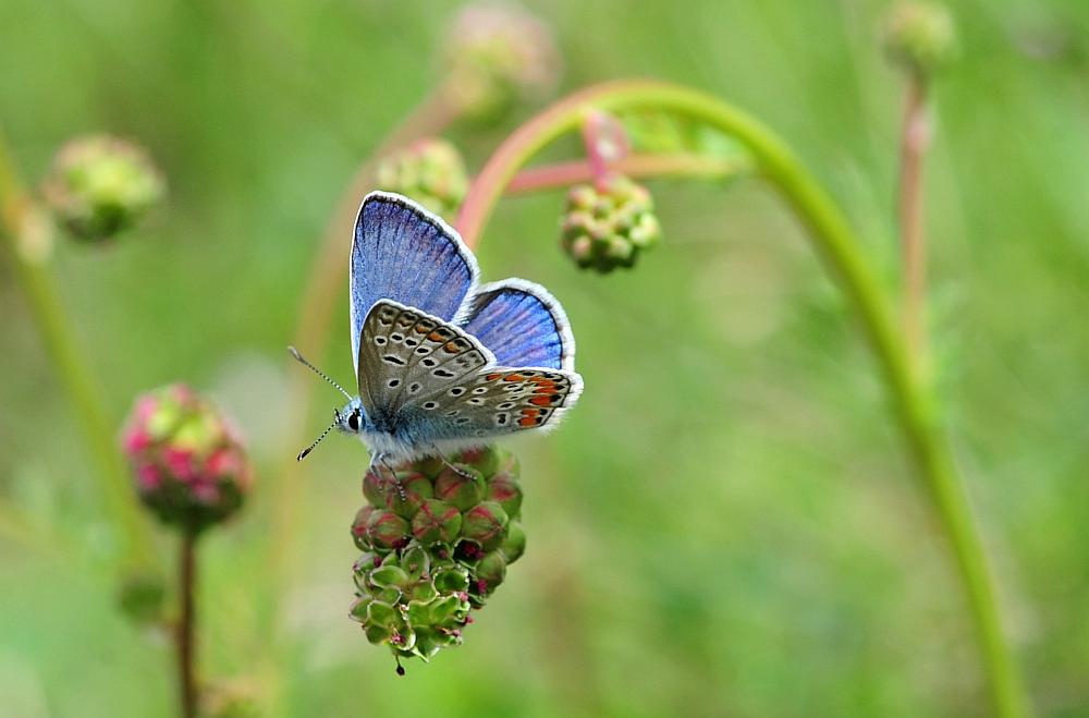 Polyommatus icarus o thersites?