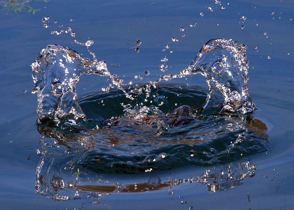 Tuffetto: immersione ed emersione