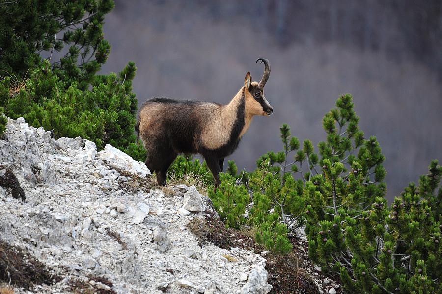 Camoscio d''Abruzzo Rupicapra pyrenaica ornata