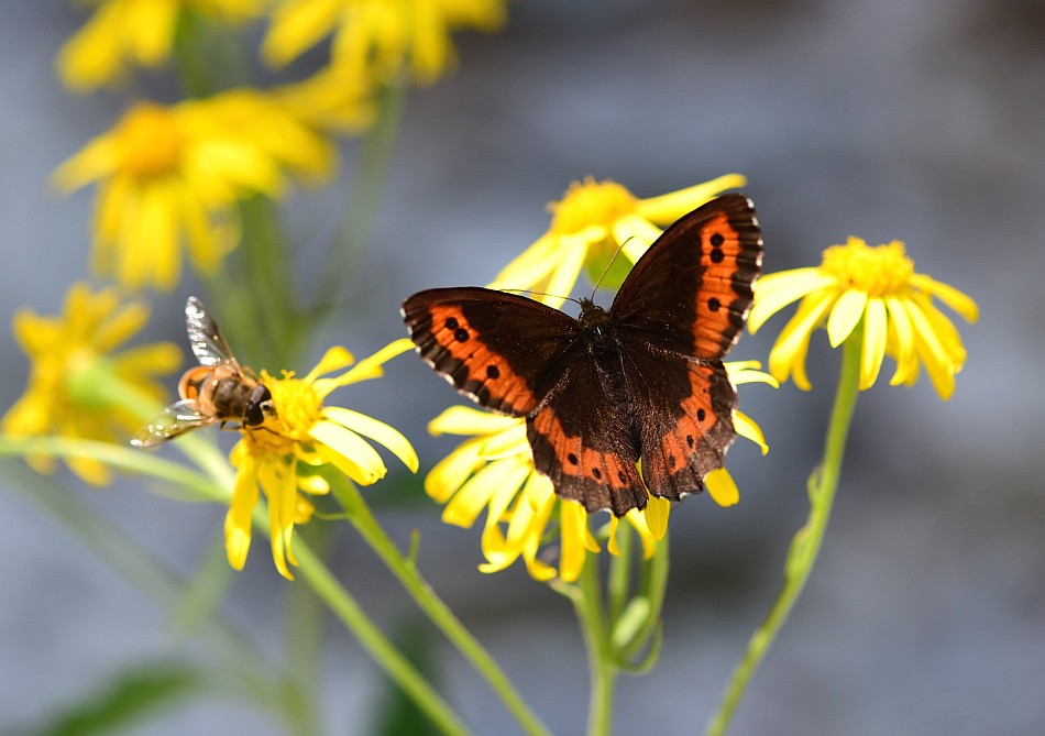 Erebia