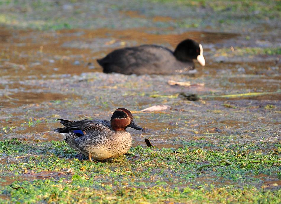 Canapiglie, Alzavole e Moriglioni