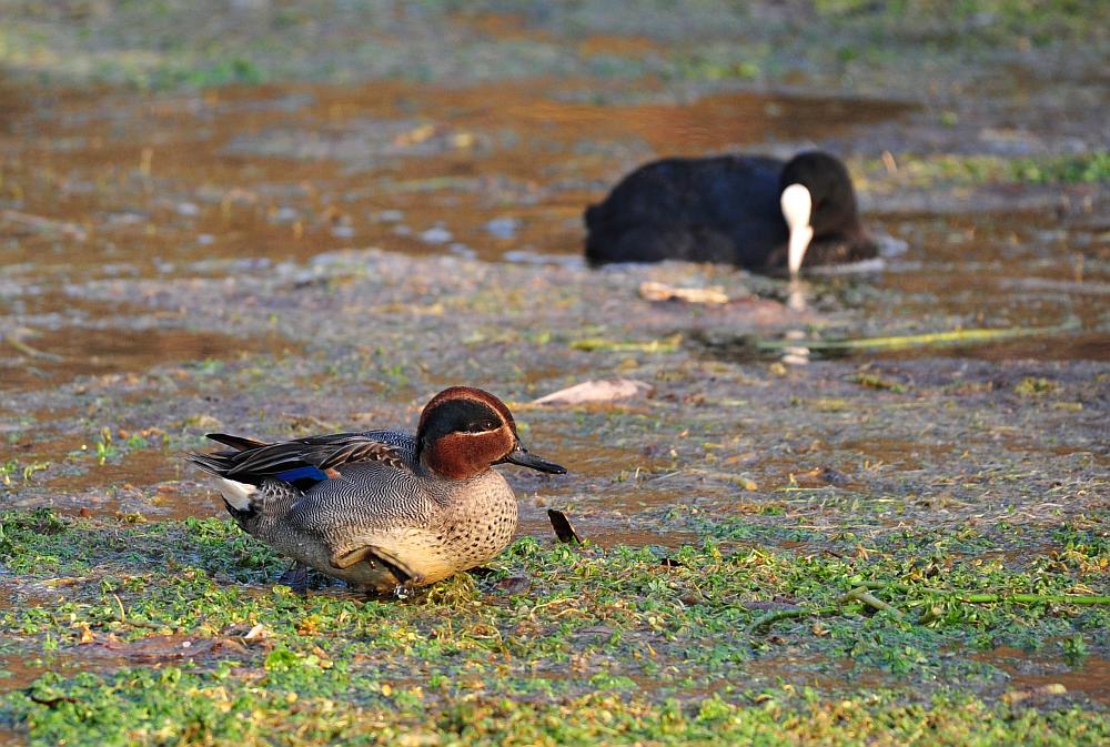 Canapiglie, Alzavole e Moriglioni