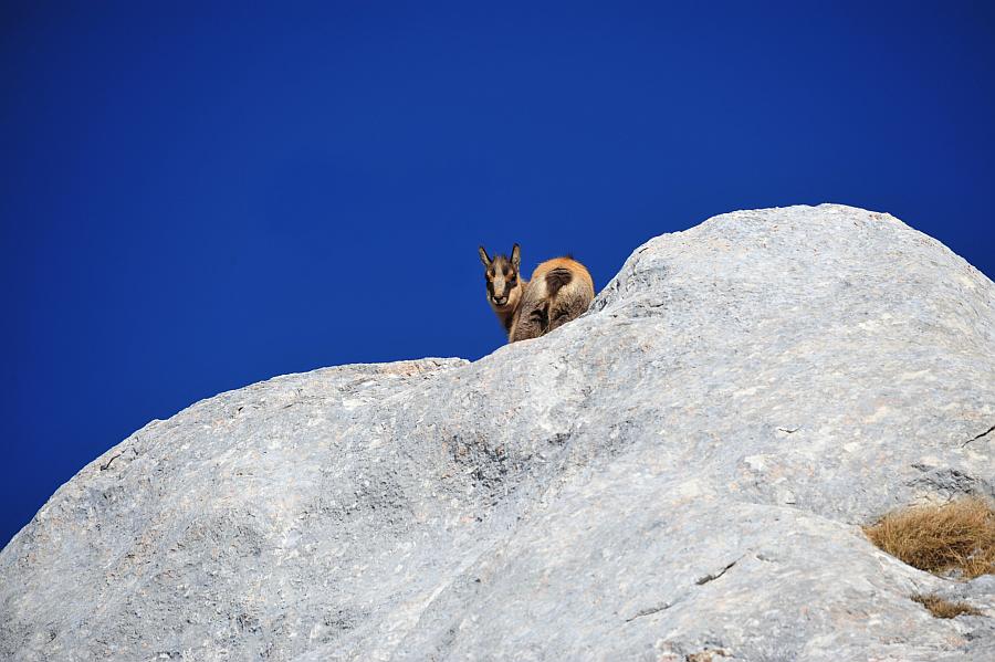 Camoscio d''Abruzzo Rupicapra pyrenaica ornata