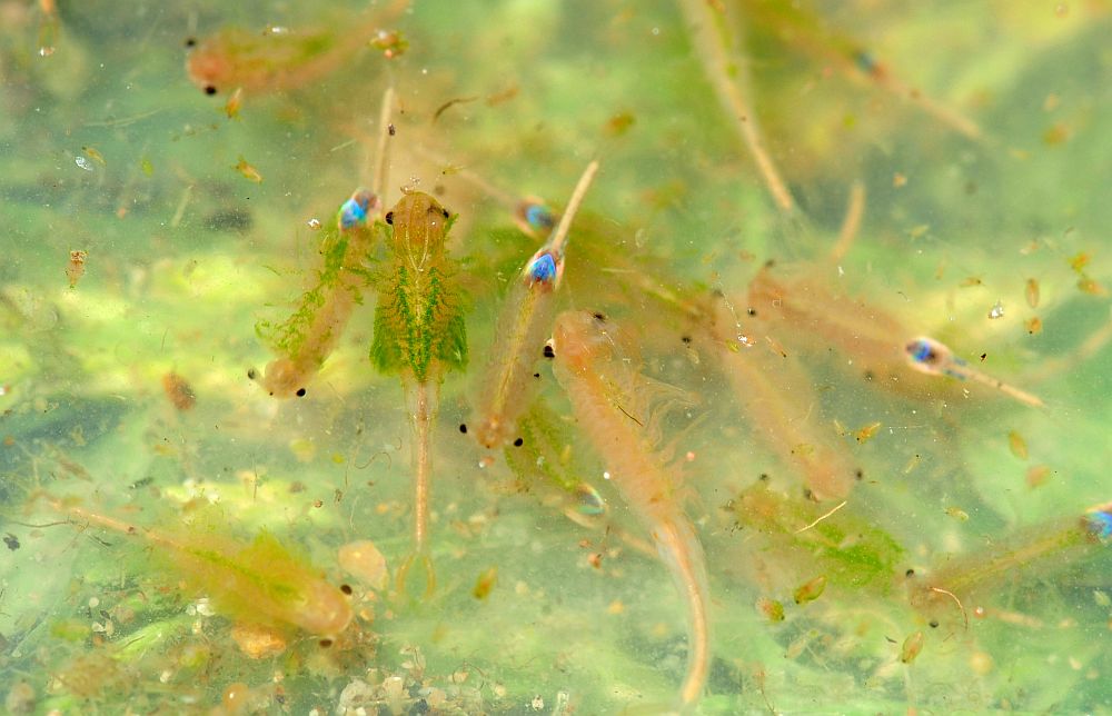 Branchipus schaefferi nel PNALM