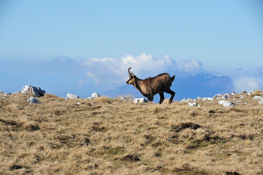 Camoscio d''Abruzzo Rupicapra pyrenaica ornata
