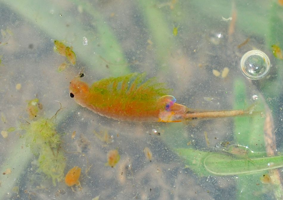 Branchipus schaefferi nel PNALM