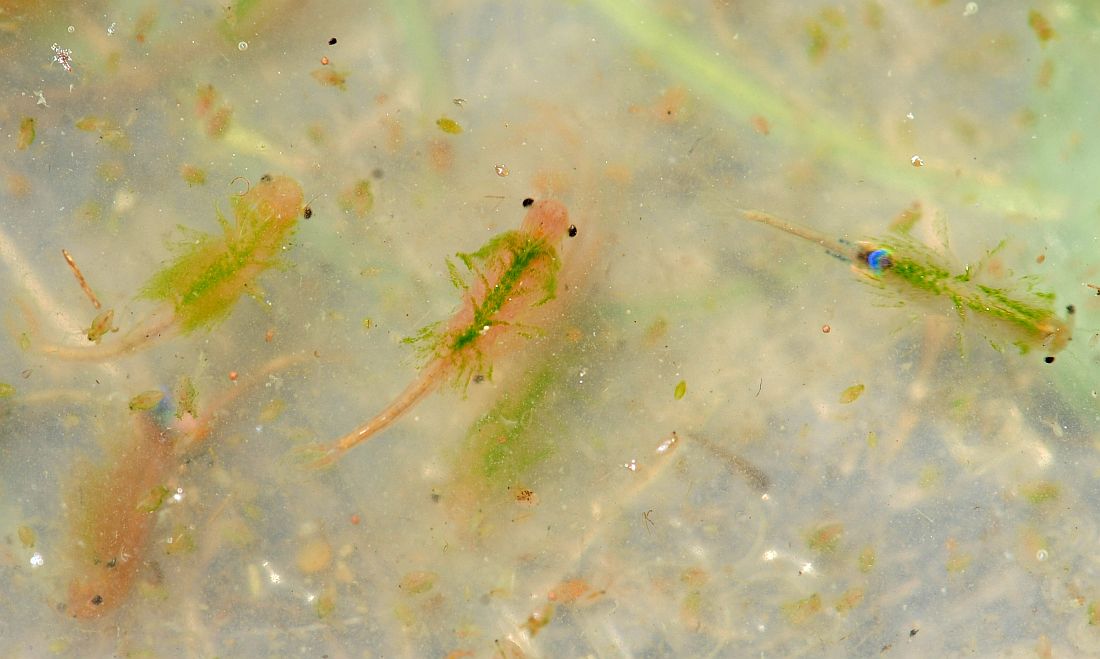 Branchipus schaefferi nel PNALM