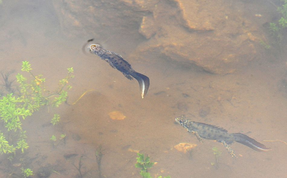 Triturus carnifex nel PNALM: corteggiamento e deposizione